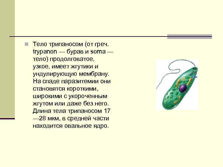 n Тело трипаносом (от греч. trypanon — бурав и soma — тело) продолговатое, узкое,