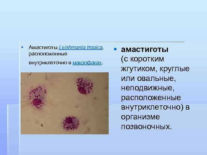 § Амастиготы Leishmania tropica, расположенные § амастиготы (с коротким внутриклеточно в макрофагах. жгутиком, круглые