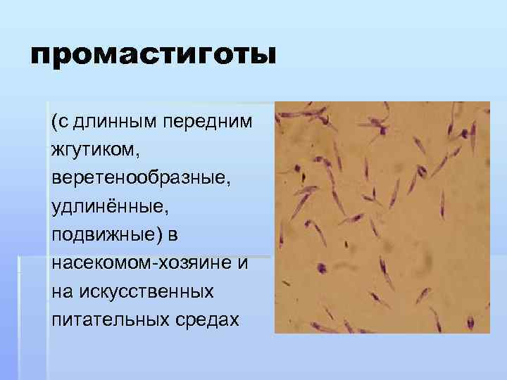 промастиготы (с длинным передним жгутиком, веретенообразные, удлинённые, подвижные) в насекомом-хозяине и на искусственных питательных