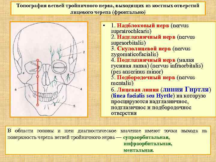 Топография ветвей тройничного нерва, выходящих из костных отверстий лицевого черепа (фронтально) • 1. Надблоковый