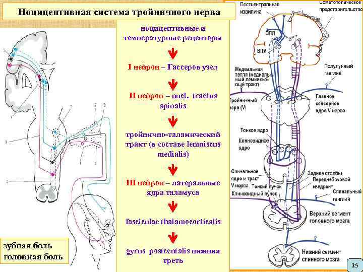 Ноцицептивная система тройничного нерва ноцицептивные и температурные рецепторы I нейрон – Гассеров узел II