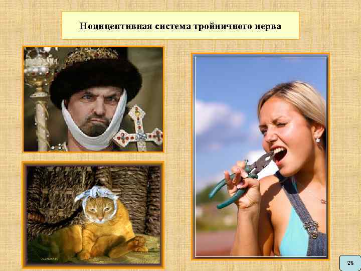 Ноцицептивная система тройничного нерва 28 