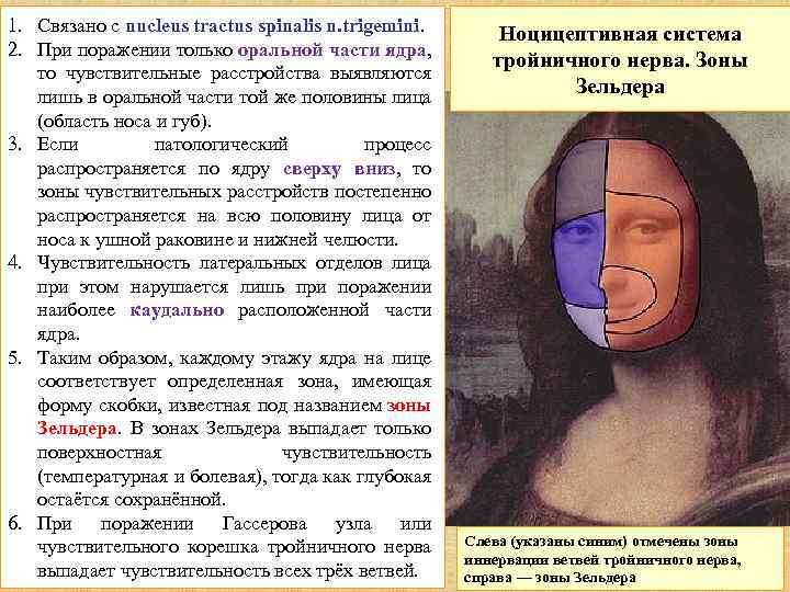 1. Связано с nucleus tractus spinalis n. trigemini. 2. При поражении только оральной части