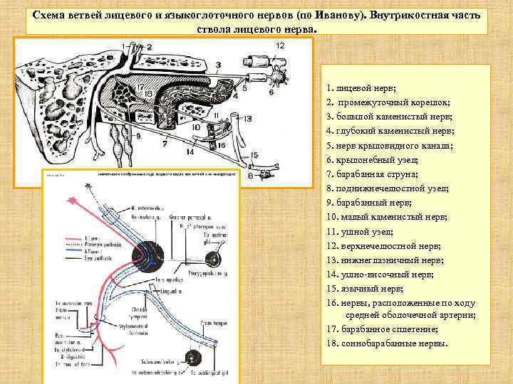Схема ветвей лицевого и языкоглоточного нервов (по Иванову). Внутрикостная часть ствола лицевого нерва. 1.
