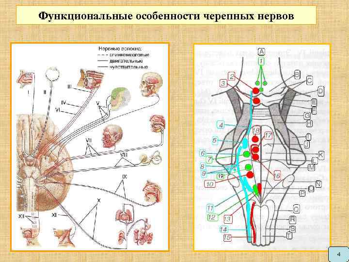 Функциональные особенности черепных нервов 4 