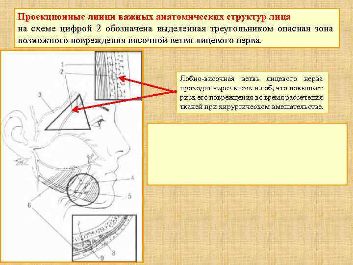 Проекция линии. Проекционные линии на лице схема. Линии проекции анатомия. Значение проекционных линий. Проекционные линии головы.