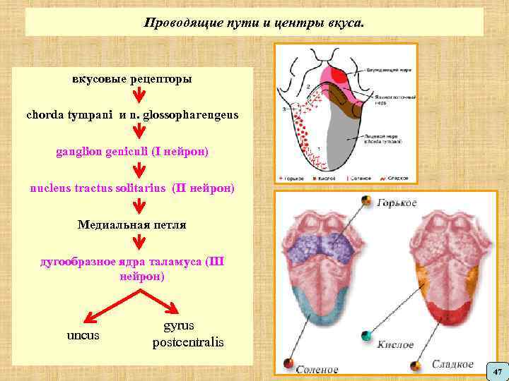 Проводящие пути и центры вкуса. вкусовые рецепторы chorda tympani и n. glossopharengeus ganglion geniculi