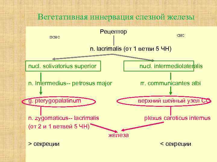 Вегетативная иннервация слезной железы Рецептор СНС ПСНС n. lacrimalis (от 1 ветви 5 ЧН)