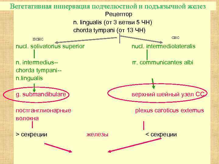 Вегетативная иннервация подчелюстной и подъязычной желез Рецептор n. lingualis (от 3 ветви 5 ЧН)
