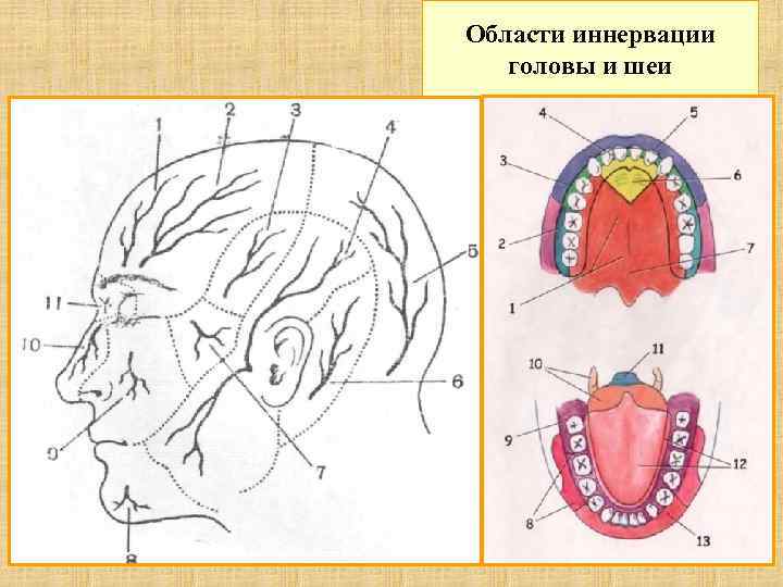 Области иннервации головы и шеи 