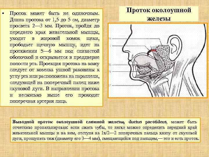  • Проток может быть не одиночным. Длина протока от 1, 5 до 5