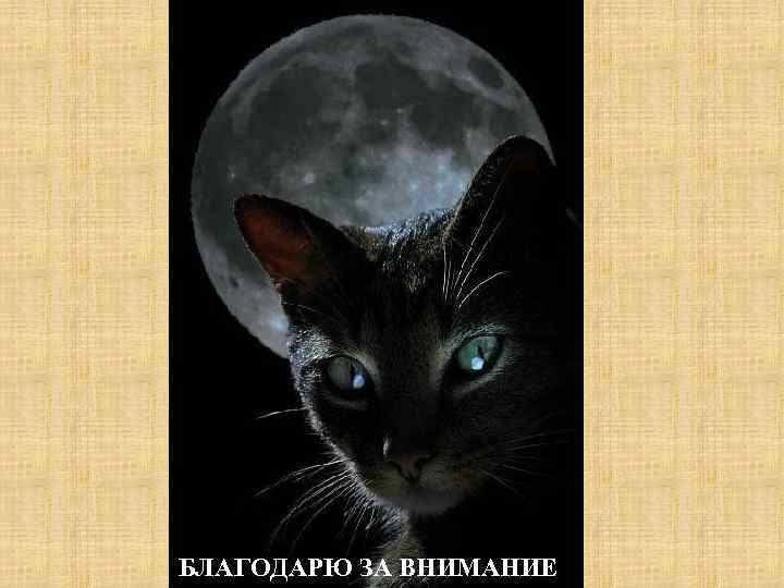 БЛАГОДАРЮ ЗА ВНИМАНИЕ 