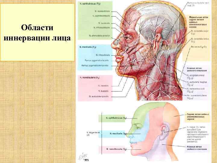 Области иннервации лица 