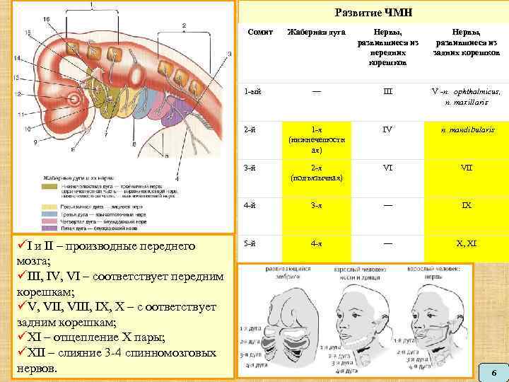 Развитие ЧМН Сомит Жаберная дуга Нервы, развившиеся из передних корешков Нервы, развившиеся из задних