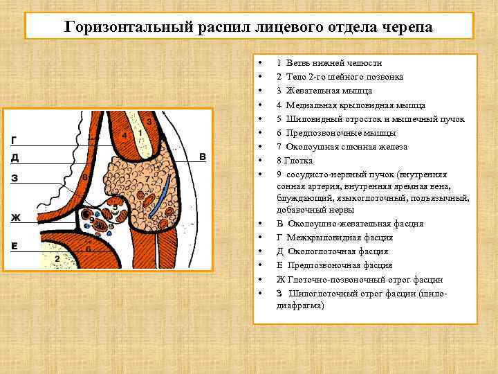 Медиальная стенка бокового окологлоточного латерофарингеального клетчаточного пространства