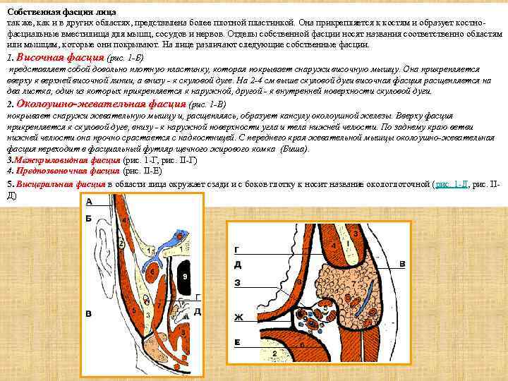 Собственная фасция лица так же, как и в других областях, представлена более плотной пластинкой.