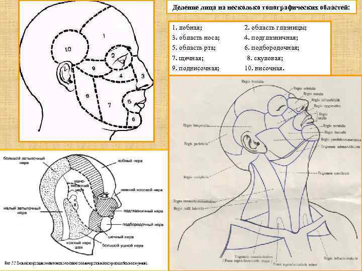 Для чего применяется схема черепно мозговой топографии