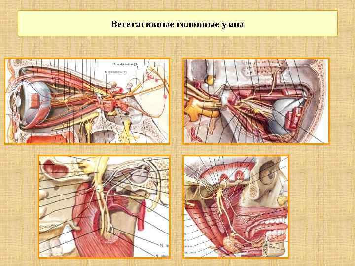 Вегетативные головные узлы 