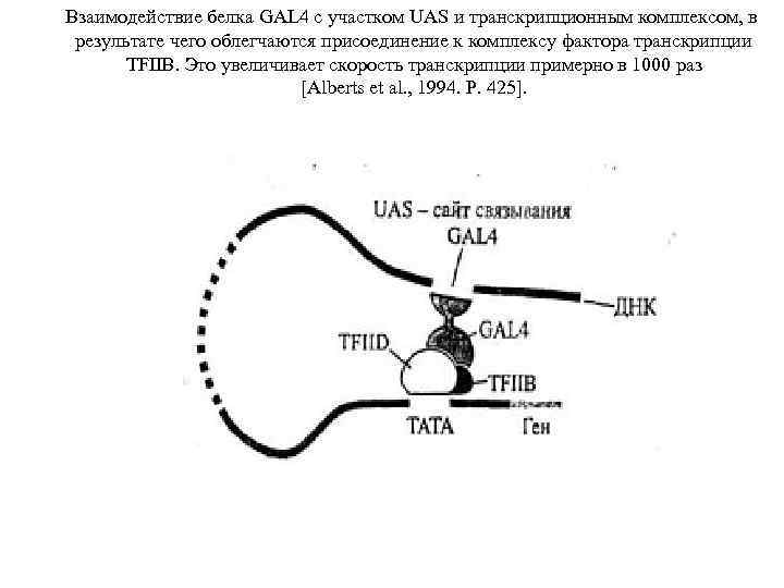 Взаимодействие белка GAL 4 с участком UAS и транскрипционным комплексом, в результате чего облегчаются
