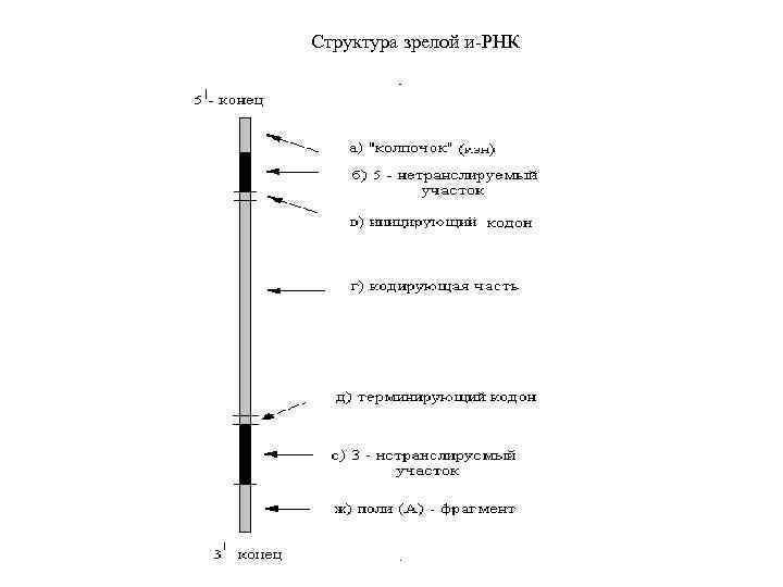 Структура зрелой и РНК 