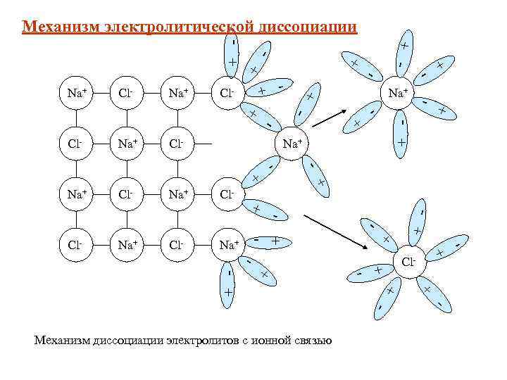 + + - - Механизм диссоциации электролитов с ионной связью + Cl- + +