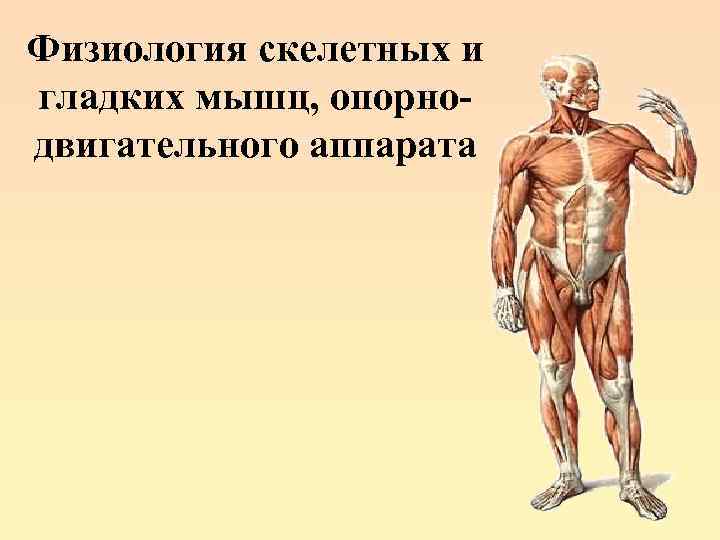 Физиология скелетных и гладких мышц, опорнодвигательного аппарата 