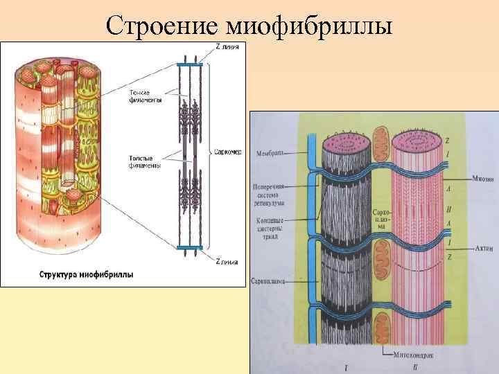 Схема строения миофибриллы