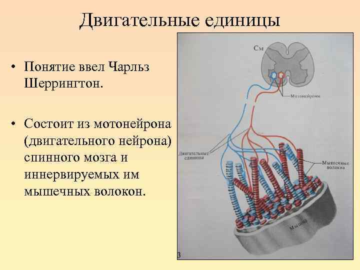 Двигательные единицы • Понятие ввел Чарльз Шеррингтон. • Состоит из мотонейрона (двигательного нейрона) спинного