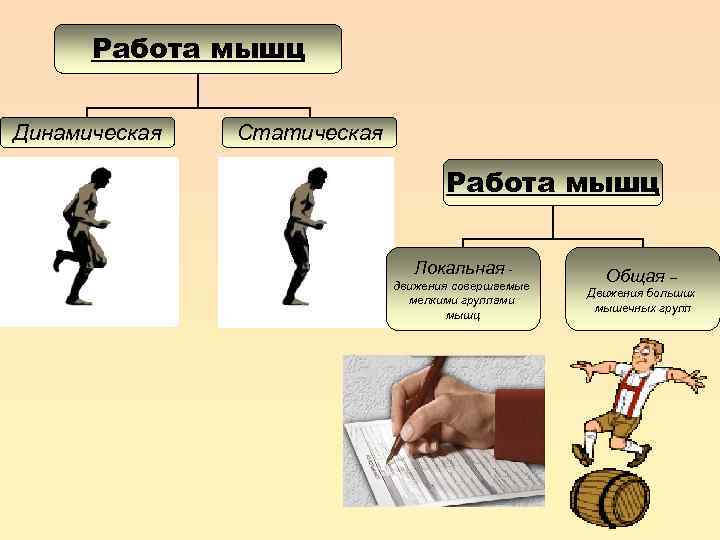 Влияние статической и динамической работы мышц