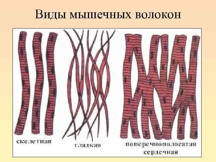 Виды мышечных волокон 