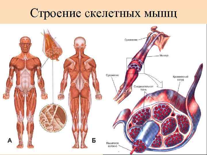 Строение скелетных мышц 