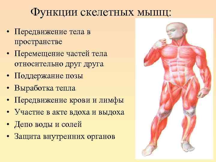 Функции скелетных мышц: • Передвижение тела в пространстве • Перемещение частей тела относительно друга