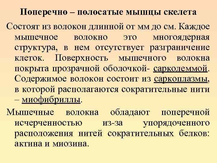 Поперечно – полосатые мышцы скелета Состоят из волокон длинной от мм до см. Каждое