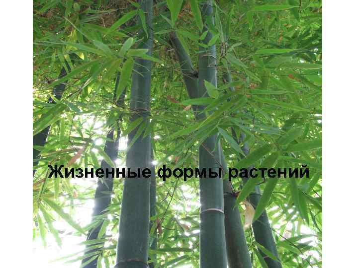 Жизненные формы растений 