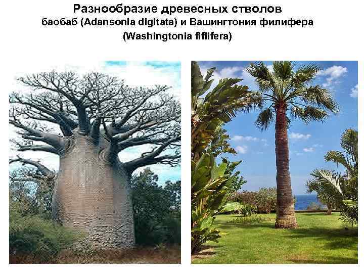 Разнообразие древесных стволов баобаб (Adansonia digitata) и Вашингтония филифера (Washingtonia fiflifera) 