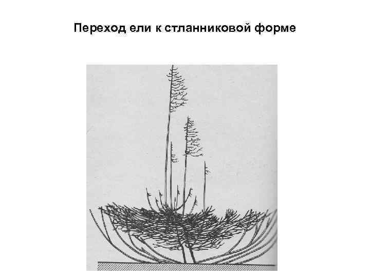 Переход ели к стланниковой форме 