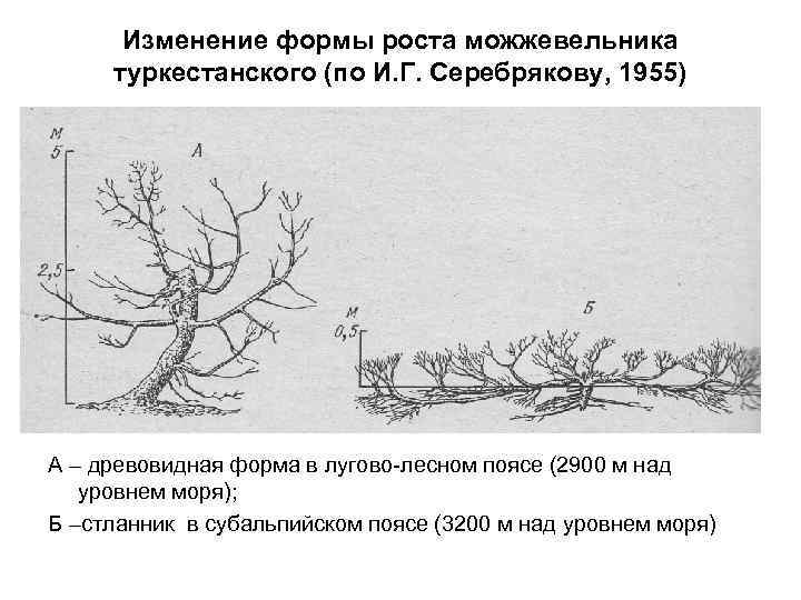 Изменение формы роста можжевельника туркестанского (по И. Г. Серебрякову, 1955) А – древовидная форма