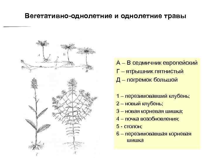 Схема результата распределения жизненных форм растений