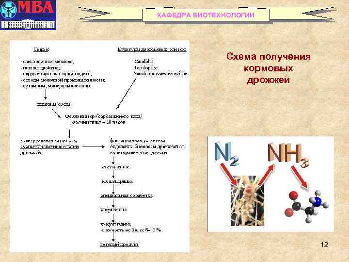 КАФЕДРА БИОТЕХНОЛОГИИ Схема получения кормовых дрожжей 12 
