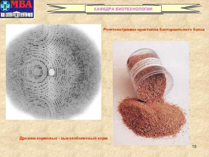 КАФЕДРА БИОТЕХНОЛОГИИ Рентгенограмма кристалла бактериального белка Дрожжи кормовые - высокобелковый корм 15 