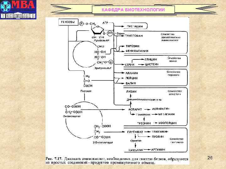 КАФЕДРА БИОТЕХНОЛОГИИ 26 