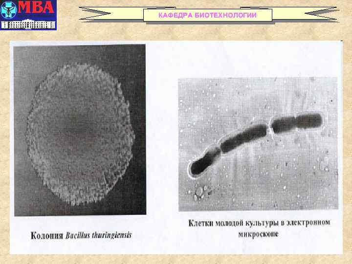 КАФЕДРА БИОТЕХНОЛОГИИ 28 