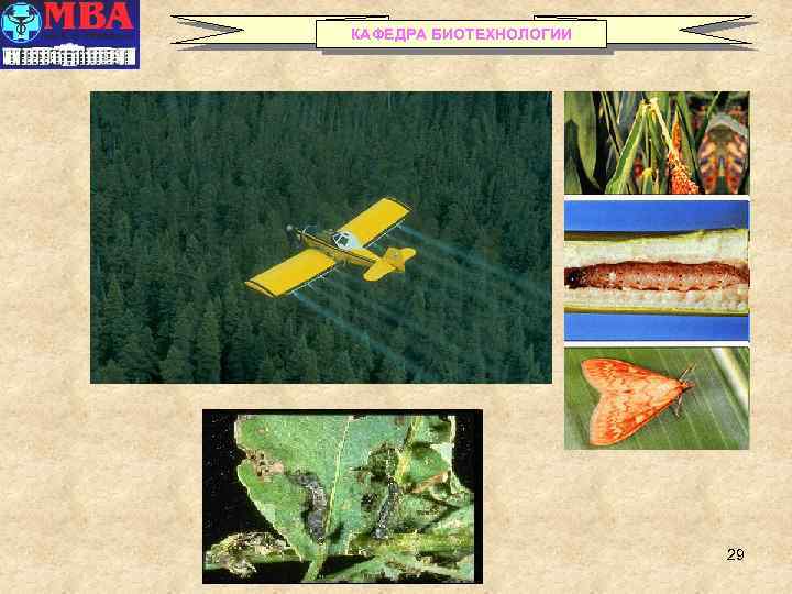 КАФЕДРА БИОТЕХНОЛОГИИ 29 