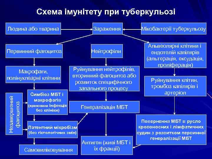 Схема імунітету при туберкульозі Людина або тварина Зараження Первинний фагоцитоз Незавершений фагоцитоз Макрофаги, полінуклеарні