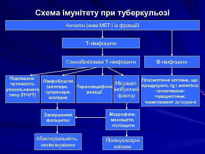Схема імунітету при туберкульозі Антиген (живі МБТ і їх фракції) Т-лімфоцити Сенсибілізовані Т-лімфоцити В-лімфоцити