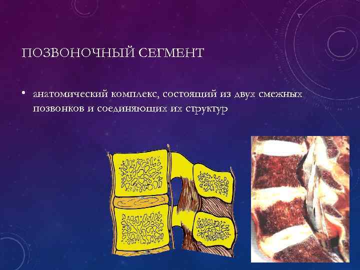 ПОЗВОНОЧНЫЙ СЕГМЕНТ • анатомический комплекс, состоящий из двух смежных позвонков и соединяющих их структур