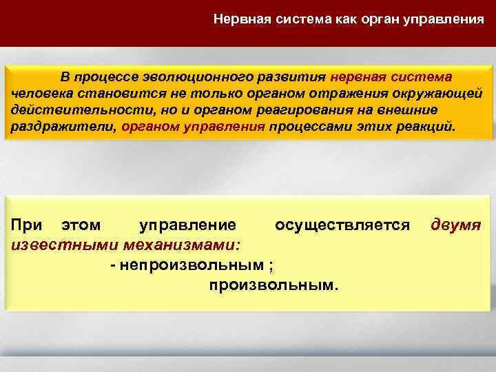 Нервная система как орган управления В процессе эволюционного развития нервная система человека становится не