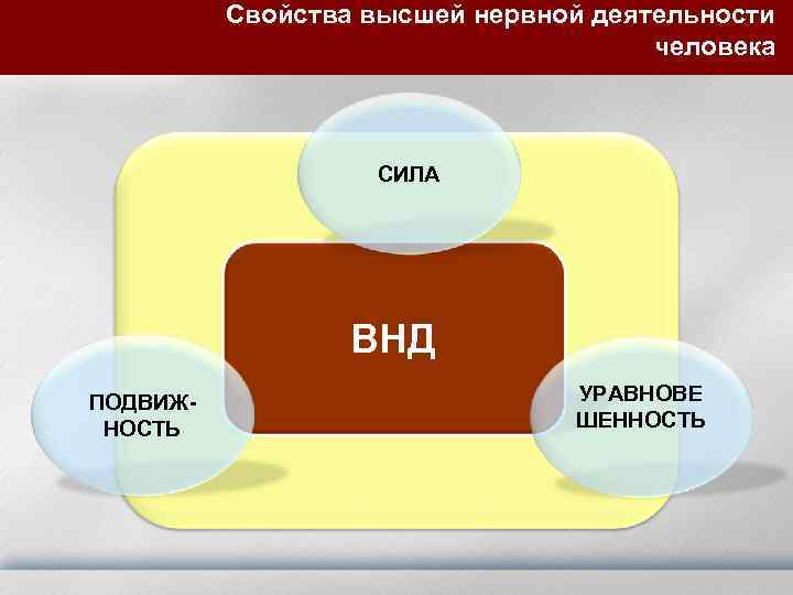  Свойства высшей нервной деятельности человека СИЛА ВНД ПОДВИЖ- УРАВНОВЕ НОСТЬ ШЕННОСТЬ 