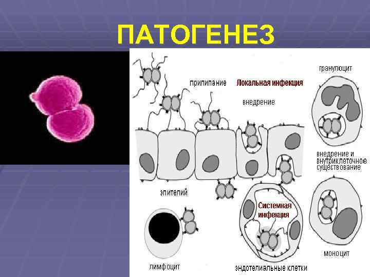ПАТОГЕНЕЗ 
