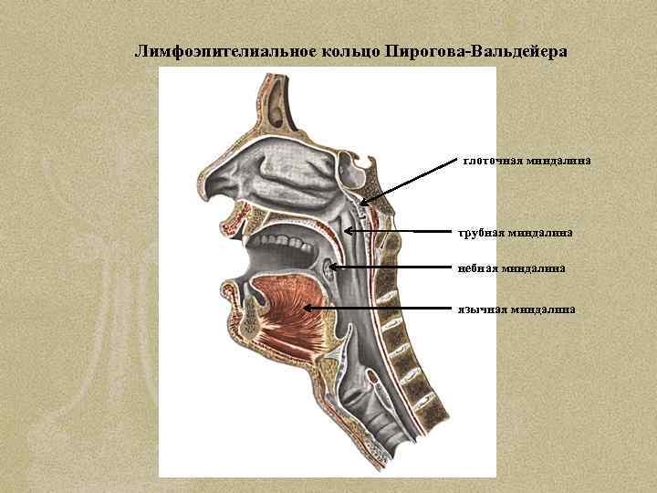 Лимфоэпителиальное кольцо Пирогова-Вальдейера глоточная миндалина трубная миндалина небная миндалина язычная миндалина 